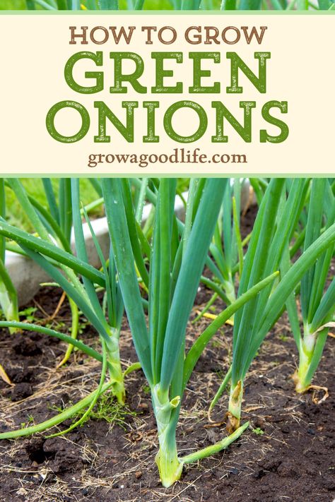 Planting Green Onions, When To Harvest Onions, Growing Green Onions, Grow Green Onions, Onion Growing, Harvest Onions, Growing Onions From Seed, Grow Tomatoes Indoors, Grow Onions