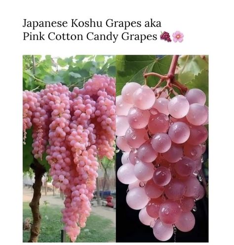 Japanese Koshu Pink Grapes, Koshu Grapes, 12 Grapes, Cotton Candy Grapes, Yard Inspiration, Travel Things, Pink Cotton Candy, Container Gardens, Cute Desserts