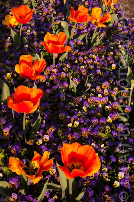 Orange Rooms, Light Purple Flowers, Purple Bedrooms, Fleur Orange, Purple Color Palettes, Purple Interior, Purple Garden, Purple Decor, Orange Aesthetic