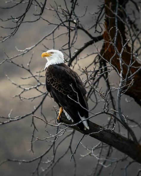 Brown Eagle, Movies Wallpaper, Bike Wallpaper, Bold Eagle, Powerful Pictures, Eagle Wallpaper, Eagle Pictures, Image Nature, The Eagles