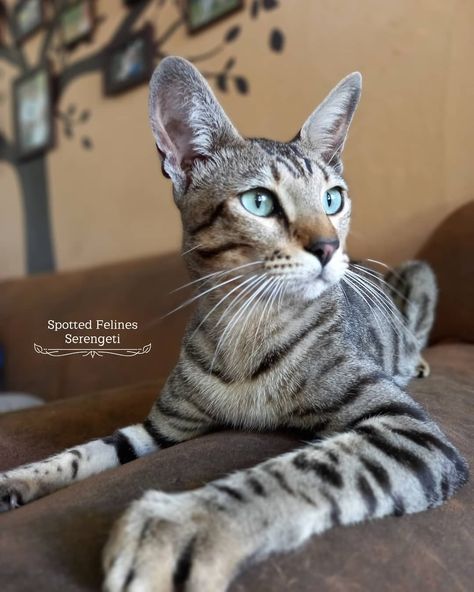 @spotted_felines_sarah: Adam the first born Serengeti Cat in South Africa. My mooiste Adam my trots. Hy is een van die mooiste katte ooit. A Serengeti of Spotted Felines South Africa 🐆🥇 #serengeticat Serengeti Cat, Wcue Morph, Spotted Cat, Russian Blue, Mixed Breed, Cat Breeds, Feline, South Africa, The First