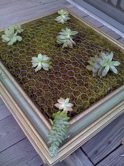 Succulent Wall Garden, Succulent Wall Planter, Succulent Frame, Vertical Succulent Gardens, Diy Garden Fence, Garden Decoration Ideas, Garden Frame, Succulent Garden Diy, Hanging Succulents