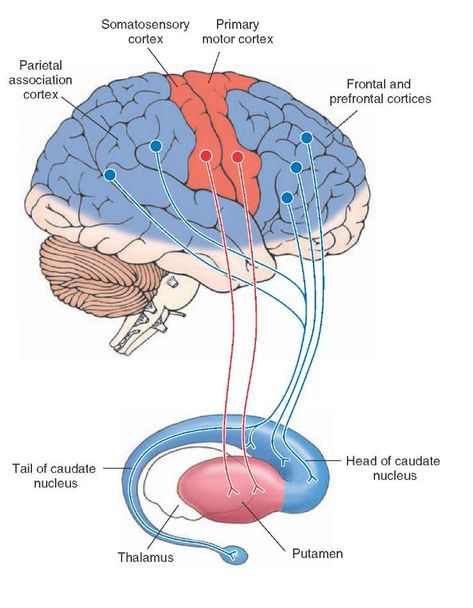 Caudate Nucleus, Nervous System Anatomy, Anatomy Education, Brain Nervous System, Studying Medicine, Medicine Studies, Basic Anatomy And Physiology, Med School Motivation, Brain Facts