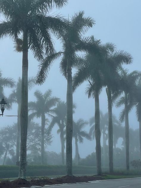 #florida #palmtree #rainy #rainyday Rainy Florida Aesthetic, Rainy Tropical Aesthetic, Rainy Beach Aesthetic, Rainy Beach, Miami Lifestyle, Summer Candle, Book Mood, Rainy Mood, Florida Pictures