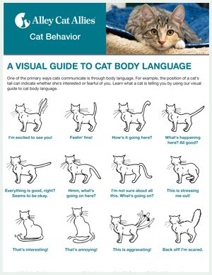 A Visual Guide to Cat Body Language | Alley Cat Allies Cat Body Language Signs, Cat Tail Language, Cat Body Language, Siamese Cats Facts, Cat Guide, Puppy Schedule, Cats Facts, Tail And Ears, Cat Communication