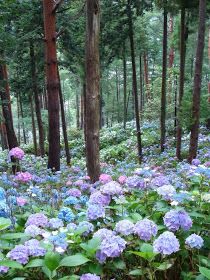 Glamour Begins At Home: Garden Dreams Hydrangea Landscaping, Beautiful Tablescapes, Hydrangea Garden, Blueberry Bushes, Japan Photo, Forest Landscape, Gorgeous Gardens, Growing Plants, Green Thumb