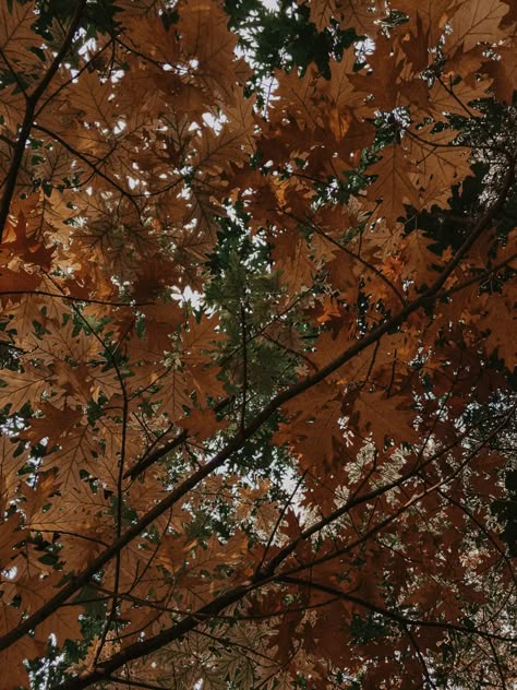 Fall Tree Aesthetic, Salem Autumn, Autumn Leaf Aesthetic, Autumn Trees Aesthetic, Fall Trees Aesthetic, November Aesthetic Wallpaper, 2023 Sketchbook, November Wallpaper Aesthetic, Fall Trees Photography