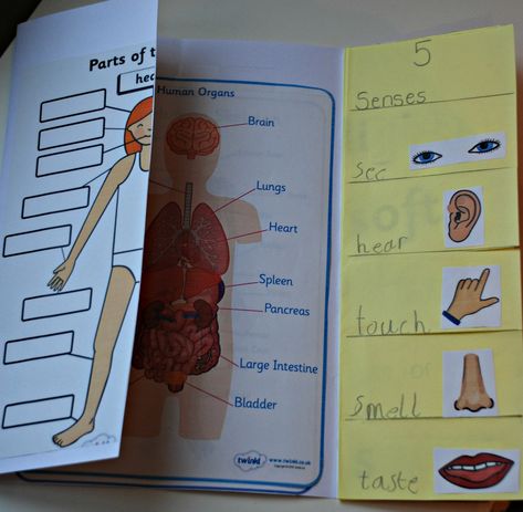 Body Lapbook.  Home educators learning about the body.  links for pages to use in a lapbook or folder.  includes a Free to download label my body page Healthy Meals For Diabetics, Human Body Lapbook, Ks1 Science, Meals For Diabetics, Diabetics Recipes, Lap Book Templates, Human Body Projects, Human Body Science, Human Body Activities