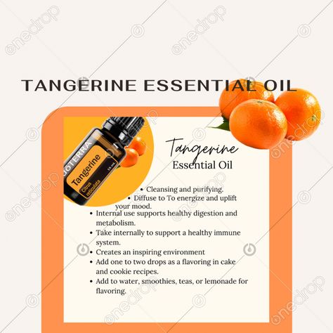 Tangerine Essential Oil - BENEFITS AND USES* Remember to add your logo when using this Image*follow for more, Thanks for the support. #Tangerine #tangerine essential oil #ways to use #ways to use tangerine #tangerine uses #Tangerine benefits #uses and benefits #wellnessadvocate #doterra #wellnessstockphotos #onedropdesigns #doterrawellnessadvocate #doterratips #doterragraphics #doterraphotos Tangerine Benefits, Tangerine Essential Oil, Doterra Wellness Advocate, Thanks For The Support, Essential Oil Benefits, Oil Benefits, Oil Uses, Essential Oil Uses, Healthy Digestion