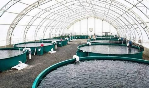 Fish Farming Ponds, Tilapia Farming, Catfish Farming, Aquaculture Fish, Food Hawaii, Aqua Farm, Shrimp Farming, Aquaponics Greenhouse, Backyard Aquaponics