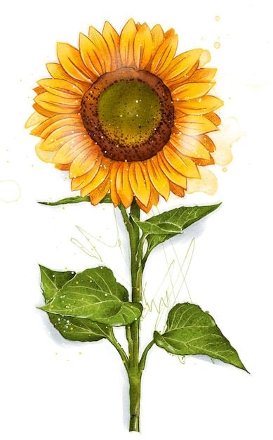 Hand drawn watercolor yellow sunflower i... | Premium Photo #Freepik #photo #sunflower-invitation #sunflower-drawing #sunflower-watercolor #sun-flowers Sun Flower Art Drawing, Sun Flowers Drawing, Sun Flower Watercolor, Sunflower Design Drawing, Yellow Flowers Drawing, Sunflowers Drawing, Rural Aesthetic, Hand Painted Sunflowers, Embroidery Sunflower