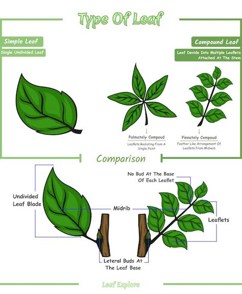 Type of leaf or different of simple leaf... | Premium Vector #Freepik #vector #education-tree #science #knowledge #science-education Levels Of Organization Biology, Science Knowledge, Leaf Structure, Simple Leaf, Biology Notes, Psd Icon, Tree Leaves, Vector Photo, Botany