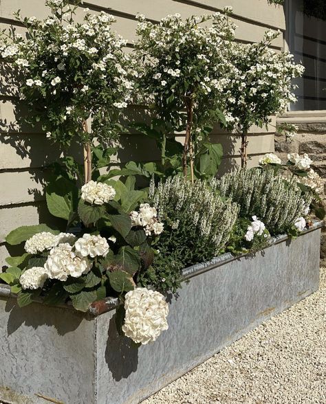 White Salvia, Hydrangea Planters, Hydrangea Potted, Garden Troughs, Lollipop Tree, Courtyard Gardens Design, Hydrangea Garden, Afternoon Sun, Moon Garden