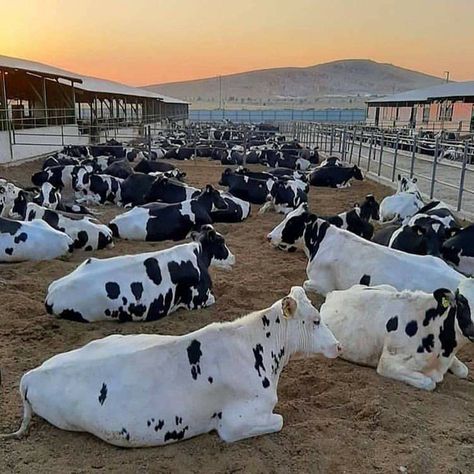 Cow Shed Design, Sheep House, Nguni Cattle, Farm Plans, Livestock Farming, Bunny Cages, Dairy Cattle, Future Farms, Farm Lifestyle