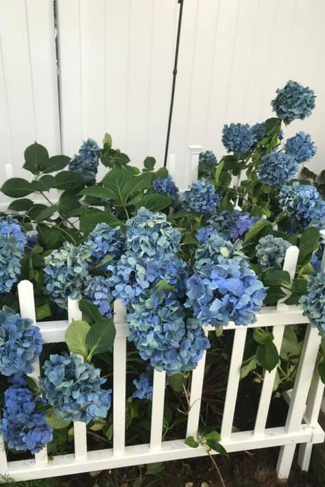 Hydrangea Falling Over After Rain (5 Solutions That Work) – Garden For Indoor Hydrangea Support Ideas, Moving Hydrangea Bush, Hydrangea Winter Care, Transplanting Hydrangeas, Endless Summer Hydrangea Care, Hydrangea Quercifolia Snow Queen, Hydrangea Plant Care, Incrediball Hydrangea, Turning Hydrangeas Blue