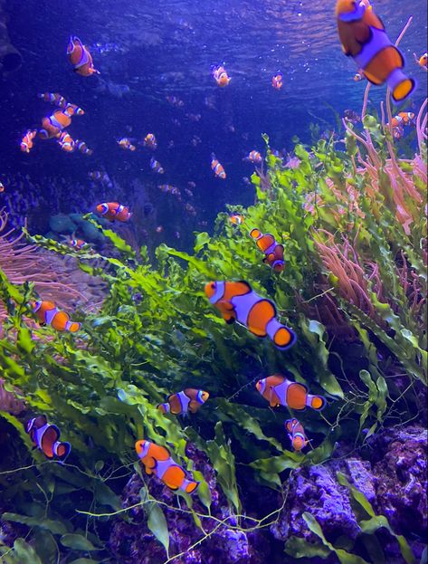 Aquatic Ambience, Creepy Background, Adorable Backgrounds, Big Widget, Underwater Pics, Aquarium Pics, Aquarium Date, Aquarium Pictures, Fish Board