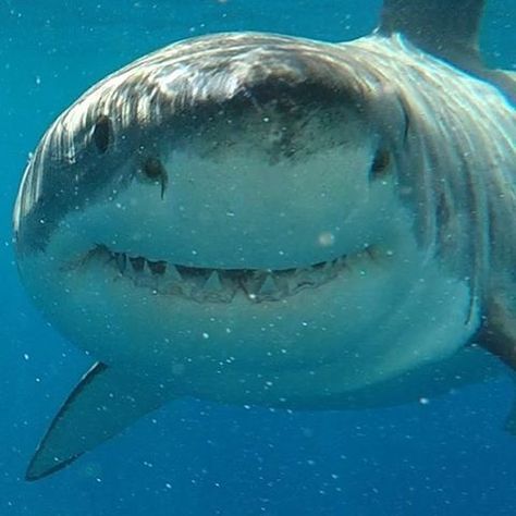 Happy shark Great Shark White, Shark Great White, Sharks Smiling, Cute Great White Shark, Baby Great White Shark, White Tip Shark, Biggest Shark, Smiling Shark, Save The Sharks