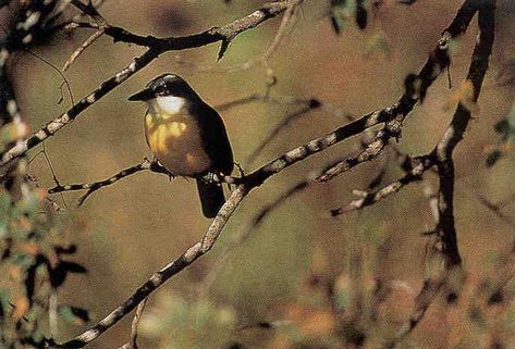 Texas Birds, Texas Wildlife, Texas Parks, Agricultural Practices, Box Houses, Wildlife Habitat, Water Sources, Property Tax, Song Bird