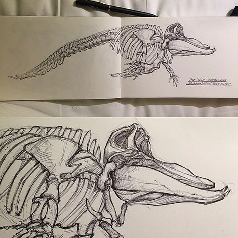 Whale Skeleton Drawing, Bake Kujira, Mermaid Anatomy, Skeleton Study, Whale Skeleton, Whale Tattoo, Skeleton Tattoo, Dinosaur Tattoos, Skeleton Drawings