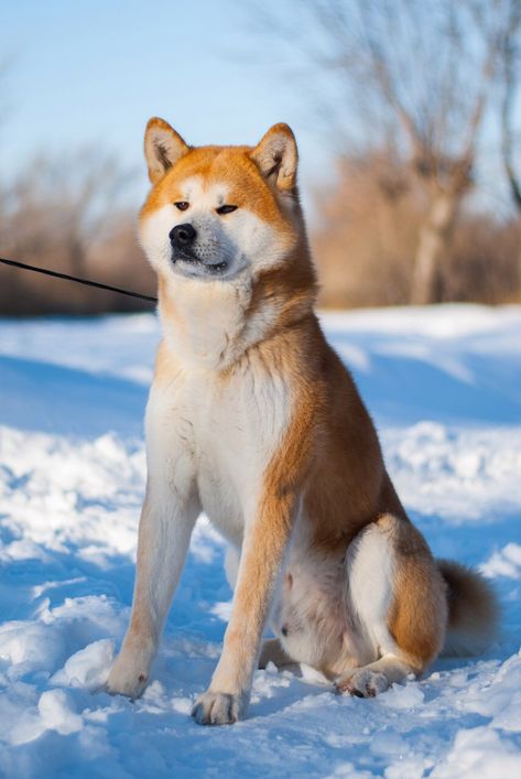 Hanami Japan, Police Canine, Japanese Akita, American Akita, Akita Inu, Akita Dog, Shiba Inu, Best Dogs, Dog Breeds