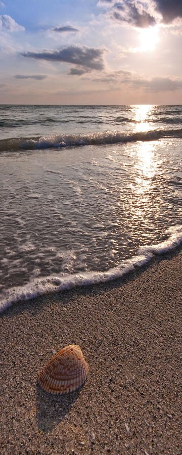 Sea Shore Shell #SomaSweepstakes                                                                                                                                                                                 More Beach Camping Photography, Summer Camping Photography, Summer Nature Photography, Armchair Travel, Camping Photography, Sea Photography, Photography Beach, Tropical Beaches, Sea Shore