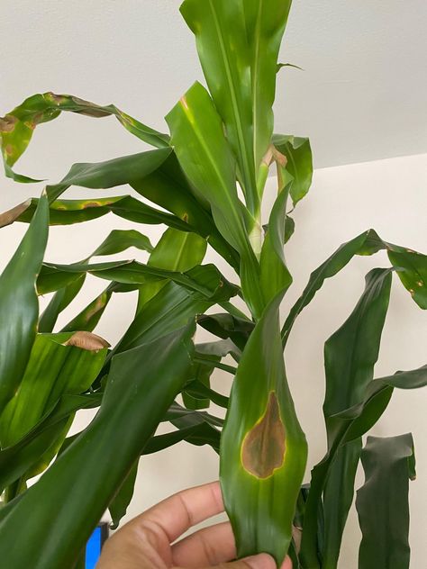 Draceana Plants, Dracena Plant, Dracaena Fragrans, Dracaena Sanderiana, Air Layering, Dracaena Plant, Gardening Landscaping, Corn Plant, Plant Pot Covers