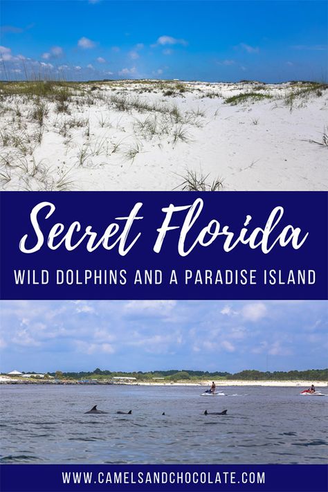 Shell Island Florida, Beach Vacation Tips, Wild Dolphins, Beach In Florida, Shell Island, Panama City Beach Florida, The Dolphins, Florida Photography, Vacation Goals