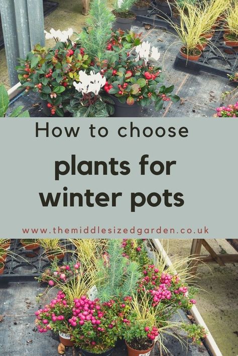 Winter Potted Plants, Winter Garden Ideas, Evergreen Planters, Winter Porch Pots, Winter Flowers Garden, Summer Planters, Winter Pots, Outdoor Planter Ideas, Winter Window Boxes