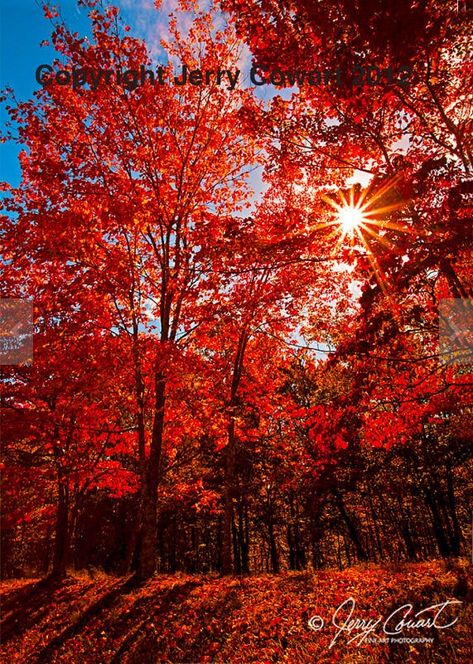 Autumn Scarlet Red Trees Photography Autumn Nature Fine Art Photography Print Colorful Autumn Leaves Wall Art decor as a Gift For the Home Title: Sun on Red Autumn Leaves SELECT A SIZE from pull down menu above. Print Size: 4x6 5X7 8x12 11x17 12x18 Canvas wraps are available on this photograph 15 greeting cards gift boxed  This photo was taken while visiting my daughter who lives in Murfreesboro, Tennessee. She took me out for several days of shooting photography and I fell in love with Tennessee. So many spectacular photo opportunities and not enough time to take all the ones I wanted to.  SINGLE CARD WHAT is included in this LISTING: 1. One white (felt) textured stock with elegantly embossed borders and diagonal corner slit mount that holds the fine art photograph  2. One acid-free clear