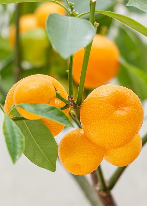 Oranges growing on a calamondin orange tree Calamondin Orange Tree, Lime Fruit, Scale Insects, Orange Water, Orange Plant, Mini Greenhouse, Citrus Trees, Orange Tree, Orange Fruit