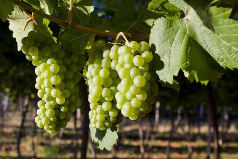 What Is Chenin Blanc Wine? Montepulciano Wine, White Wine Grapes, Cheese Course, Sweet White Wine, Forest Fruits, Wine Craft, Wine Guide, Chenin Blanc, Sweet Wine