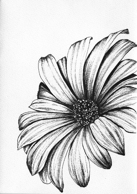 Realistic Daisy Drawing, Drawings Of Daisies, Gerbera Daisy Drawing, Pencil Flower Drawings, Gerbera Flower Drawing, Daisy Flower Sketch, Daisy Drawings, Daisy Sketch, Daisy Flower Drawing