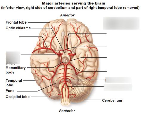 Anatomy of blood vessels: Circle of Willis Diagram | Quizlet Circle Of Willis Anatomy, Cerebral Arteries, Arterial System, Neurosurgery Study, Major Arteries, Venous System, Circle Of Willis, Internal Carotid Artery, Abdominal Aorta