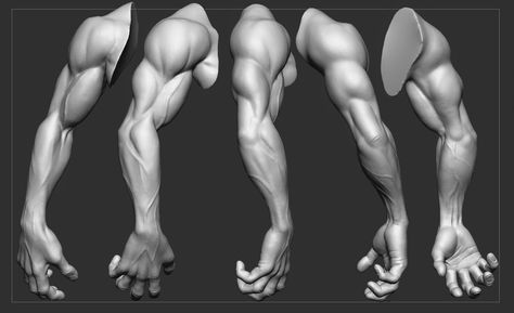 In this study i wanted to know how far i can go without the use of reference. Male Hand Anatomy, Forearm Reference, Muscular Hands, Muscular Forearms, Portrait Anatomy, Muscular Arm, Zbrush Anatomy, Muscular Arms, Arm Anatomy