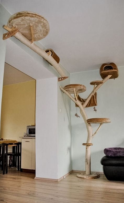 Katt Diy, Cat Climbing Wall, Cat Furniture Design, Katt Grejer, Chat Diy, Kat Diy, Cat Patio, Cat Wall Shelves, Cat Tree House