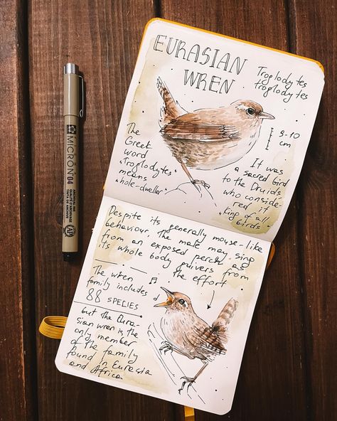 Eurasian wren for #birbruary - the February bird drawing challenge of British Songbirds organized by @wingingitdrawing to raise awareness of @songbirdsurvival Your donation can help to reverse the decline of songbird numbers in the UK🙌 . . . #birdartwork #birdartofinstagram #birdpainting #watercolorbird #birdwatercolor #birdbook #birdsketch #birdsketchbook #birdjournal #naturejournal #naturejournaling #naturalistart #birdwatching_global #birdersofinstagram #pigmamicron #songbirdsurvival #birb... Birdwatching Aesthetic, Bird Watching Journal, Garden Notebook, Birding Journal, Nature Journaling, Bird Sketch, Bird Drawing, Art Forest, Bird Book