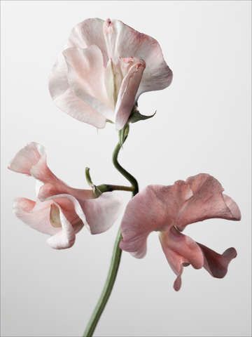 Sweet Pea Flowers, Flower Image, Pea Flower, Plant Photography, Favorite Flower, Sweet Peas, Floral Photography, Sweet Pea, Botanical Art