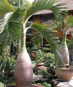 Bottle Palm Tree, Florida Trees, Palm Trees Landscaping, Tropical Garden Design, Tropical Backyard, Prim Christmas, Tree Seeds, Tropical Landscaping, Winter Trees