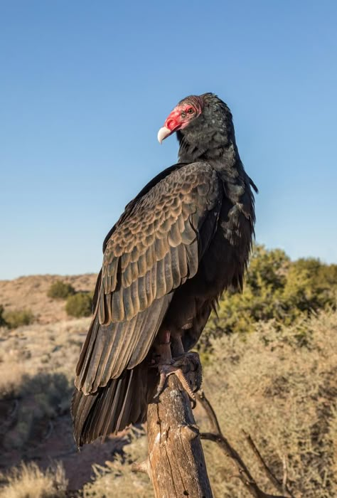 Turkey Vulture Art, Turkey Vulture Tattoo, Vulture Aesthetic, Vulture Marvel, Turkey Vultures, Vulture Bird, Turkey Vulture, Tattoo Nature, Tattoo Animal