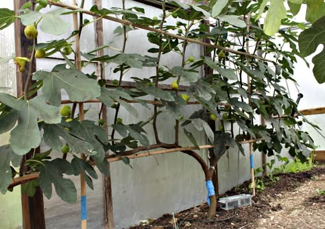 Espalier fig in October, with ripe fruits Espalier Trees, Espalier Fruit Trees, Growing Fruit Trees, Fig Trees, Potager Garden, Veg Garden, Growing Fruit, Fruit Tree, Fruit Garden