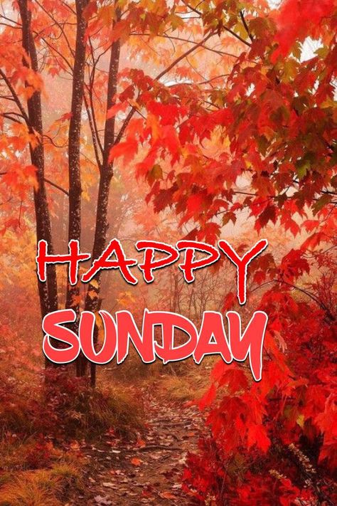 Good Morning Happy Sunday Fall Images, Sunday Wishes Images, Sunday Fall, Fall Sunday, Sunday Ideas, Friday Morning Quotes, Sunday Greetings, Sunday Wishes, Good Morning Motivation