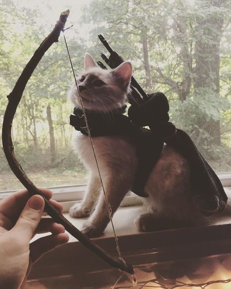 🏹 My bow is an extension of my arm. Take this bow with pride little one. My Cat-Ness😻 🎯 🎯 🎯  #archerycosplay #archery #diy #popular… Keri Core, Archery Wallpaper, Archery Aesthetic, Archery Sport, Bow Archery, Archery Bows, Archery Bow, Bow Arrows, Percy Jackson Books