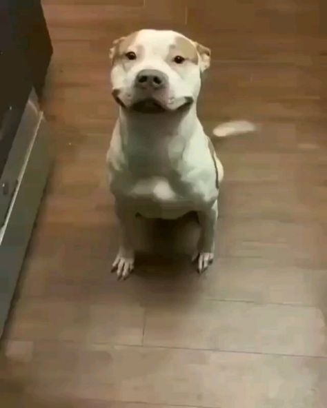 Pocket Pitbull, Cute Pitbulls, Cute Dog Videos, Cute Doggies, Dog Needs, Dog Brain, Funny Dog Memes, Pretty Dogs, Dog Things