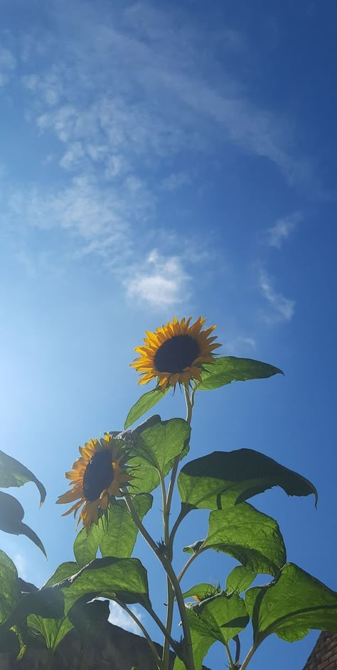 Flower aesthetic wallpaper Aesthetic Sunflower, Arte Indie, Photography Shoot, Sky Photography Nature, Pregnancy Photography, Flowers Photography Wallpaper, Sunflower Wallpaper, Wallpaper Nature Flowers, Pretty Landscapes