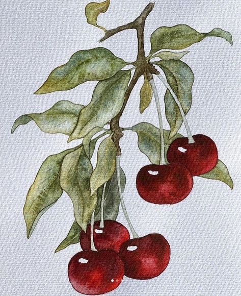 Cherry Watercolor, Watercolor Paintings Nature, Art Tutorials Watercolor, Watercolor Food, Watercolor Fruit, Watercolor Painting Techniques, Art Painting Gallery, Watercolor Flower Art, Fruit Painting