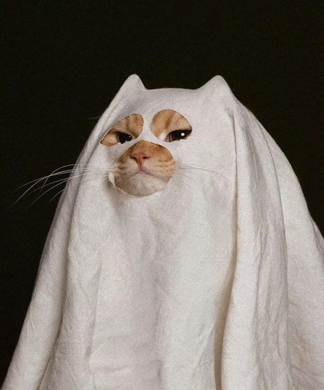 cats with pawerful aura (@catswithaura) on X Cats Memes, Cat Halloween, Orange Cat, White Cat, Spooky Season, Aura, Orange, Halloween, Memes