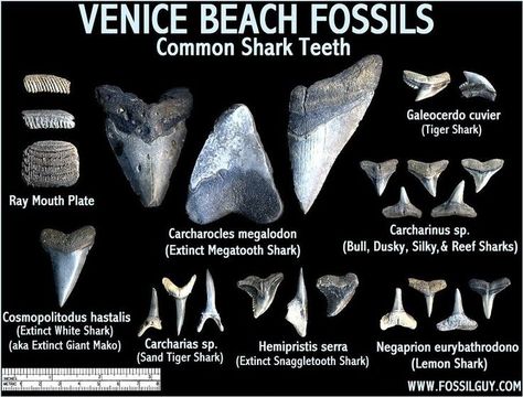 Fossil Shark Teeth Identification of Venice Beach, Florida Venice Beach Florida, Jacksonville Beach Florida, Florida Adventures, Fossil Hunting, Venice Florida, Florida Trip, Reef Shark, Beach Finds, Siesta Key