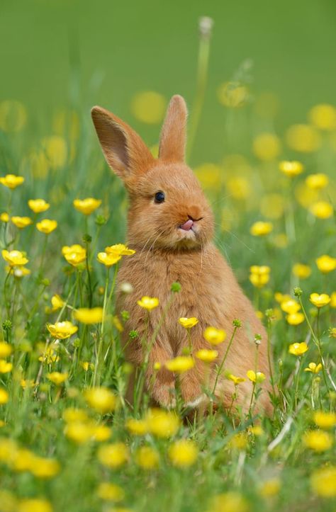 birdsonqs: “by Radius Images ” Rabbit Standing, Cutest Bunny Ever, Beautiful Rabbit, Baby Rabbit, Animal Print Wallpaper, Easter Pictures, Bunny Pictures, Bavaria Germany, Anime Tattoos