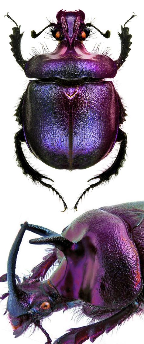 Enoplotrupes sharpii Beetle Art, Cool Insects, Beetle Insect, Cool Bugs, Bug Art, Beetle Bug, Beautiful Bugs, Arthropods, Creepy Crawlies