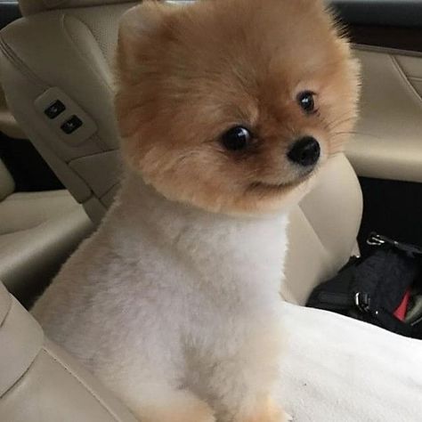 Pomeranian Bear Haircut, Pomeranian Boo Haircut, Dog Grooming Styles Pomeranian, Cute Pomeranian Haircut, Pomeranian Grooming Styles, Groomed Pomeranian, Pomeranian Haircut Teddy Bear, Pomeranian Puppy Cut, Pomeranian Haircut Hairstyles